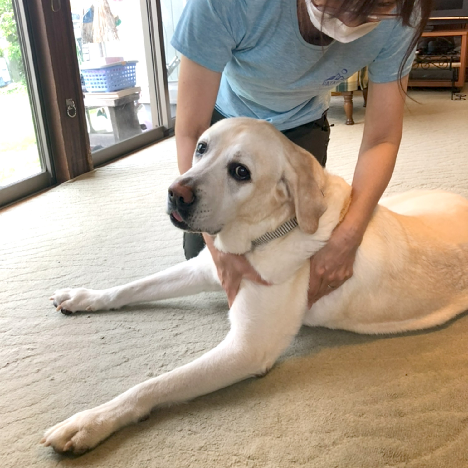 犬の整体